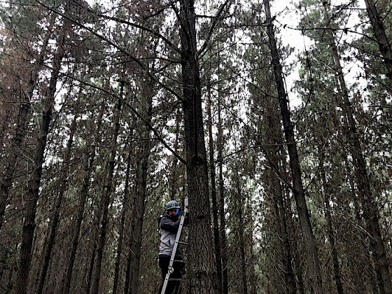 Una persona instalando un sistema de prevención en un bosque