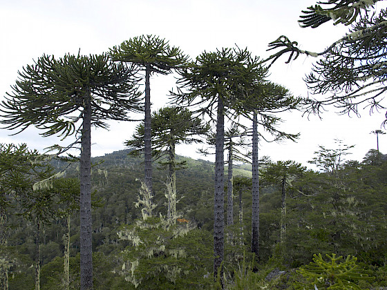 Parque Nacional Nahuelbuta. Foto Pixabay