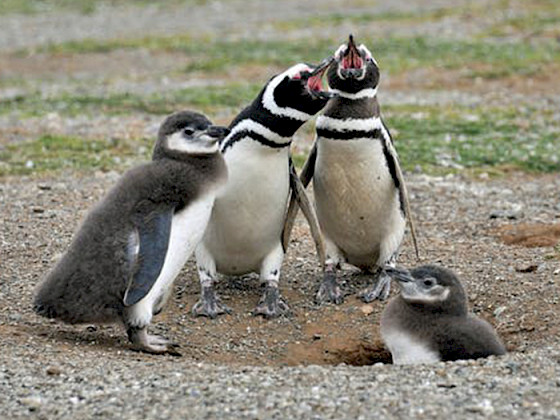 Pinguinos de Humboldt.- Foto Pexels