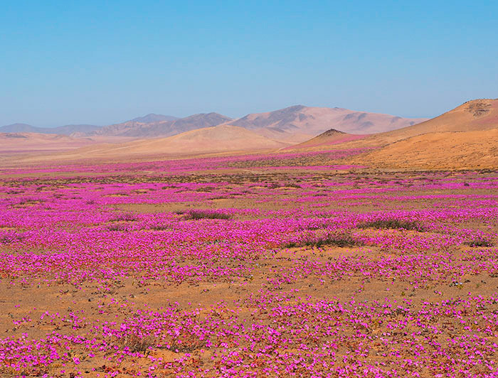 El despertar del desierto de Atacama - Pontificia Universidad Católica de  Chile