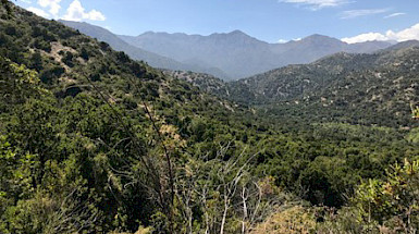 Bosques zona central.