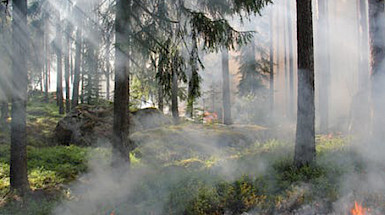 Incendios forestales.- Foto Pexels