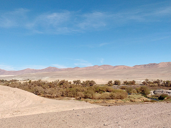 un camino de tierra en medio del desierto con un bosquecillo de tamarugos bajos y montañas al fondo