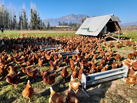 Gallinas en un prado de pasto con árboles al fondo.