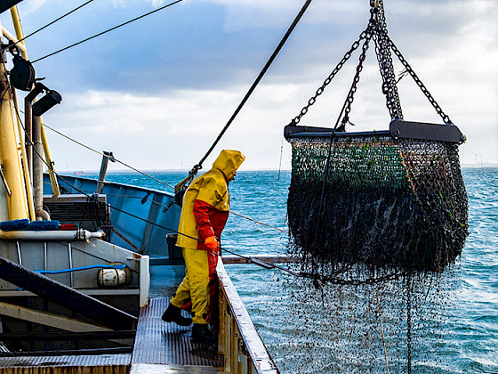 Un hombre con un traje amarillo de lluvia parado en un barco observa elevarse una red desde el mar.