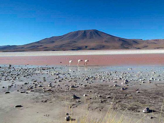 Salar de Atacama con unos flamencos en el fondo