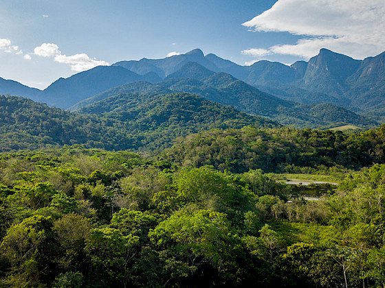 Paisaje de montañas y bosque