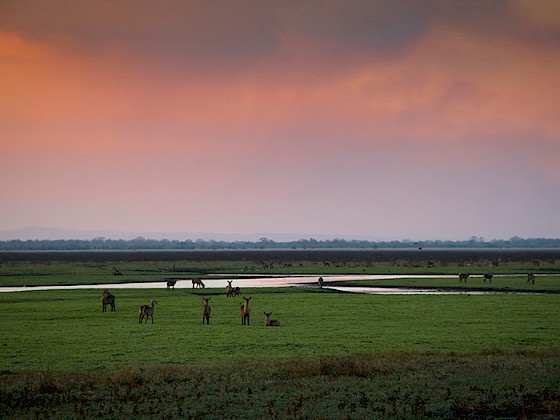 Animales sobre pastizales y un curso de agua al atardecer.