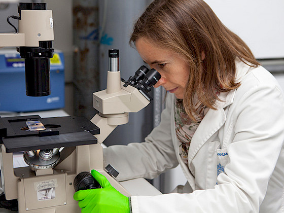 Investigadora observa por microscopio en un laboratorio.