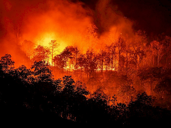 Bosque consumido por el fuego en un incendio.