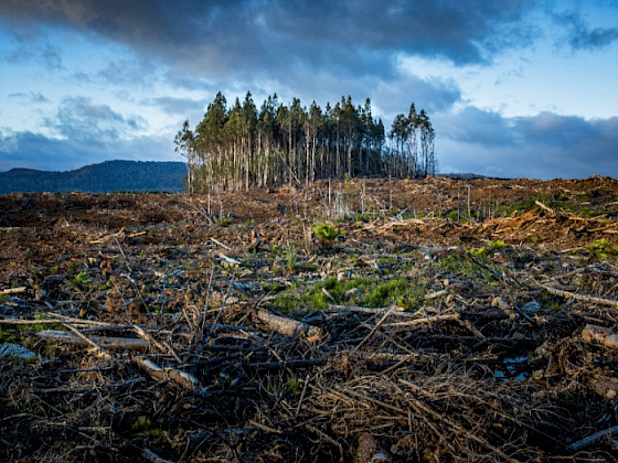 Grupo de árboles en medio de entorno deforestado.