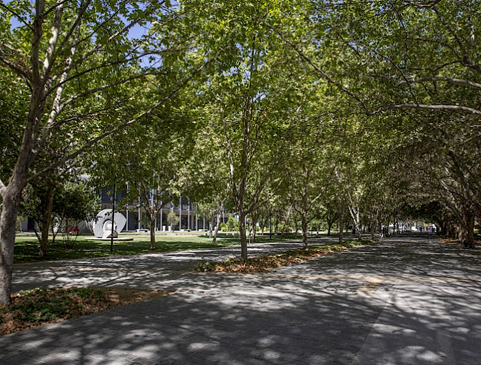 imagen correspondiente a la noticia: "¿Sabes cuántos árboles hay en el Campus San Joaquín?"