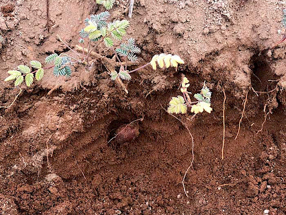 Planta de la papa del desierto, en que se ven sus ramas y hojas, sus raíces y tubérculo.