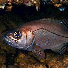 Apanao, es una de las especies de peces óseos de las costas de Chile.- Foto Eduardo Sorensen