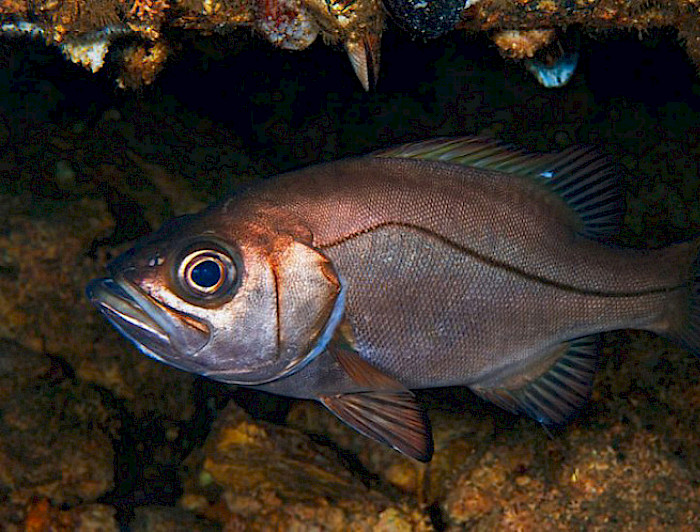 Apanao, es una de las especies de peces óseos de las costas de Chile.- Foto Eduardo Sorensen