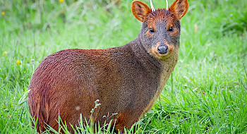 Pudú en medio de la hierba