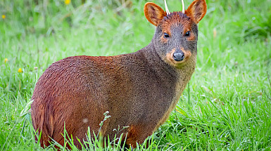 Pudú en medio de la hierba