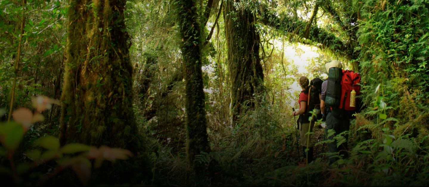 Hikers walking through the dense, lush forest of Tantauco Park, surrounded by towering moss-covered trees and vibrant greenery.