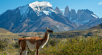 Guanaco con las Torres del Paine de fondo