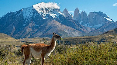 Guanaco con las Torres del Paine de fondo