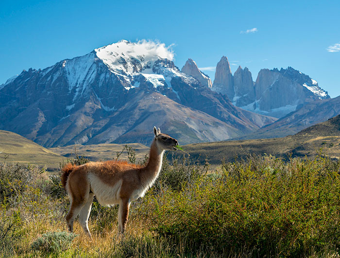 Guanaco con las Torres del Paine de fondo