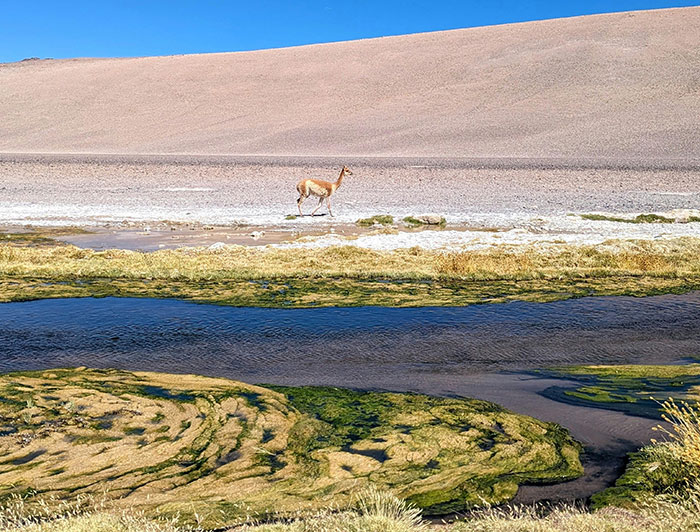 Guanaco en el Altiplano