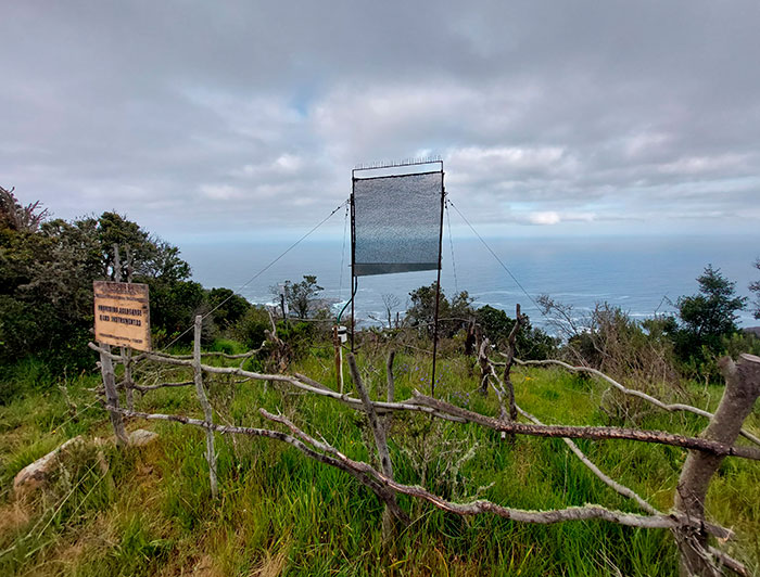 Atrapanieblas pequeño en bosques de Zapallar.