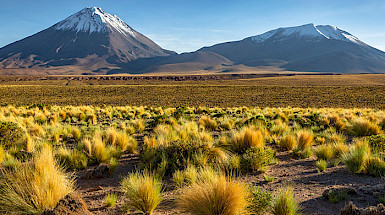 Plantas del desierto en un paisaje altiplánico con un volcán de fondo.