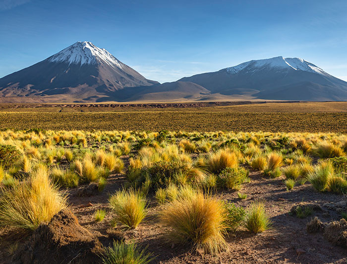 Plantas del desierto en un paisaje altiplánico con un volcán de fondo.