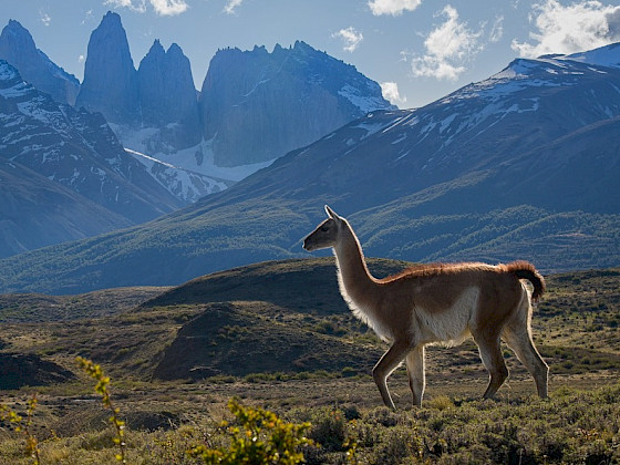 Guanaco