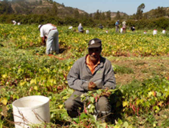 imagen correspondiente a la noticia: "Revelan el perfil de los trabajadores agrícolas temporales"