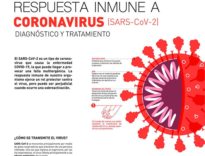 La Respuesta Inmune Frente Al Coronavirus, Paso A Paso - Pontificia ...